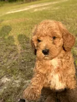 AKC Pink Girl  Free Delivery, a female Poodle - Standard  for sale in Eastman, GA – Photo 4 of 7