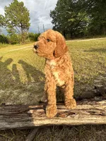 AKC Pink Girl  Free Delivery, a female Poodle - Standard  for sale in Eastman, GA – Photo 6 of 7