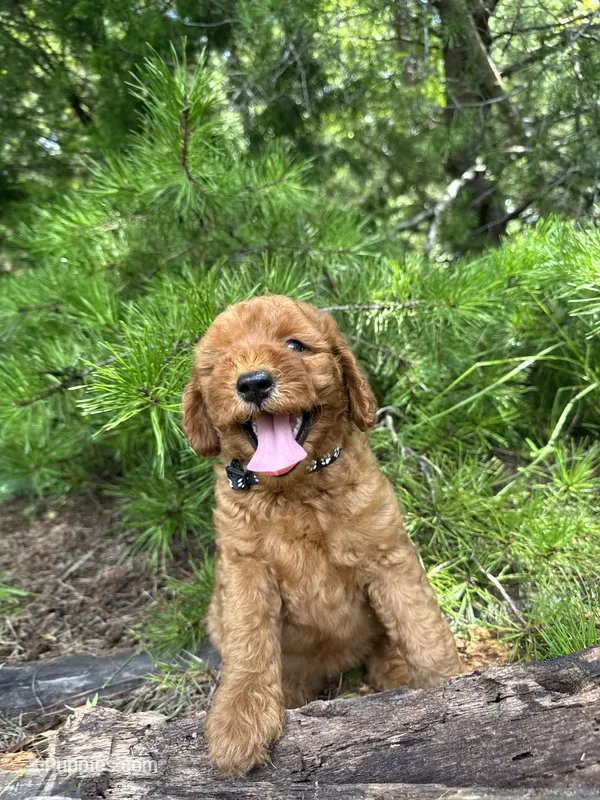 CLC Coal Girl – Miniature Goldendoodle puppy for sale in Eastman, GA