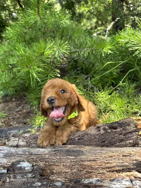 CLC Flo Girl – Miniature Goldendoodle puppy for sale in Eastman, GA