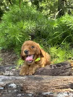 CKC Flo Girl, a female Miniature Goldendoodle for sale in Eastman, GA – 2 of 8