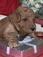 F1b Mini Purpl Boy Delivry, a male Goldendoodle for sale in Eastman, GA – Photo 4 of 5