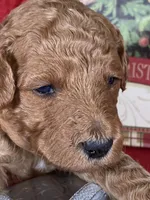 F1b Mini Purpl Boy Delivry, a male Goldendoodle for sale in Eastman, GA – Photo 3 of 5