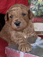 F1b Mini Purpl Boy Delivry, a male Goldendoodle for sale in Eastman, GA – Photo 1 of 5