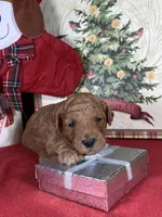 F1b Mini Purpl Boy Delivry, a male Goldendoodle for sale in Eastman, GA – Photo 2 of 5