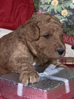 F1b Mini Purpl Boy Delivry, a male Goldendoodle for sale in Eastman, GA – Photo 5 of 5
