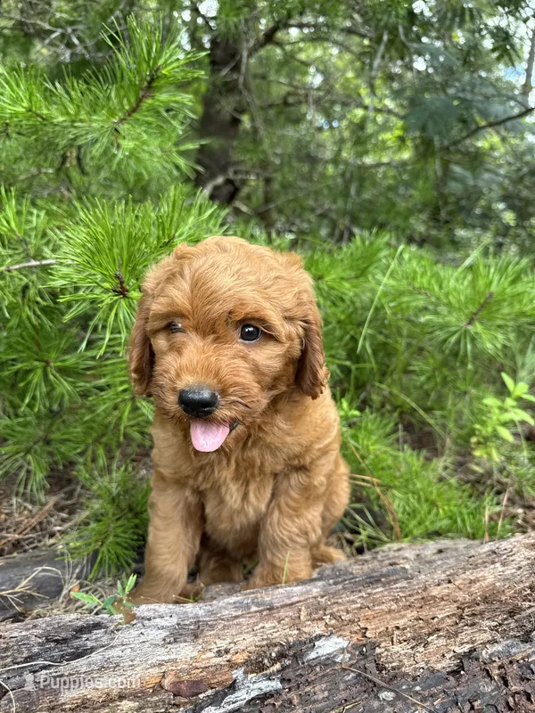 CKC Fresh Boy – Miniature Goldendoodle puppy for sale in Eastman, GA
