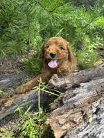 CKC Coal Girl, a female Miniature Goldendoodle for sale in Eastman, GA – 4 of 10