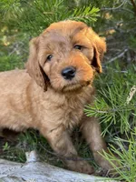 Powder Grl mini Free Delivery, a female Goldendoodle for sale in Eastman, GA – Photo 3 of 6