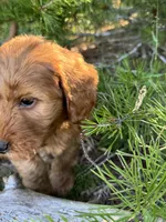 Powder Grl mini Free Delivery, a female Goldendoodle for sale in Eastman, GA – Photo 2 of 6