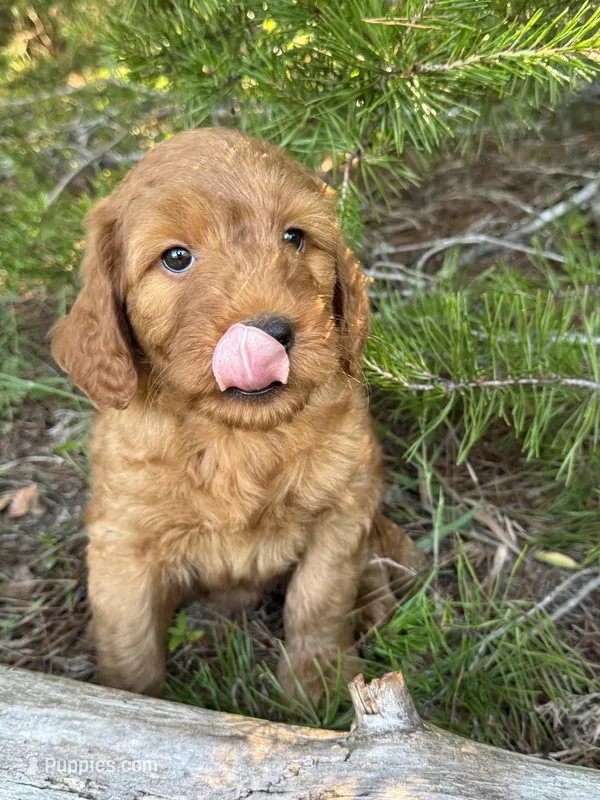 Powder Grl mini Free Delivery, a female Goldendoodle for sale in Eastman, GA – Photo 1 of 6