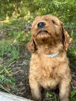 Powder Grl mini Free Delivery, a female Goldendoodle for sale in Eastman, GA – Photo 5 of 6