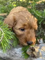 Powder Grl mini Free Delivery, a female Goldendoodle for sale in Eastman, GA – Photo 4 of 6