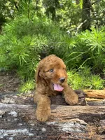 CKC Flo Girl, a female Miniature Goldendoodle for sale in Eastman, GA – 7 of 8