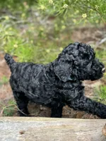 Free Delivery AKC Sky Girl, a female Poodle - Miniature  for sale in Eastman, GA – Photo 5 of 6