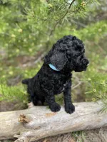 Free Delivery AKC Sky Girl, a female Poodle - Miniature  for sale in Eastman, GA – Photo 2 of 6