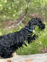 Free Delivery AKC Sky Girl, a female Poodle - Miniature  for sale in Eastman, GA – Photo 3 of 6