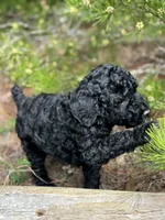 Free Delivery AKC Sky Girl, a female Poodle - Miniature  for sale in Eastman, GA – Photo 4 of 6