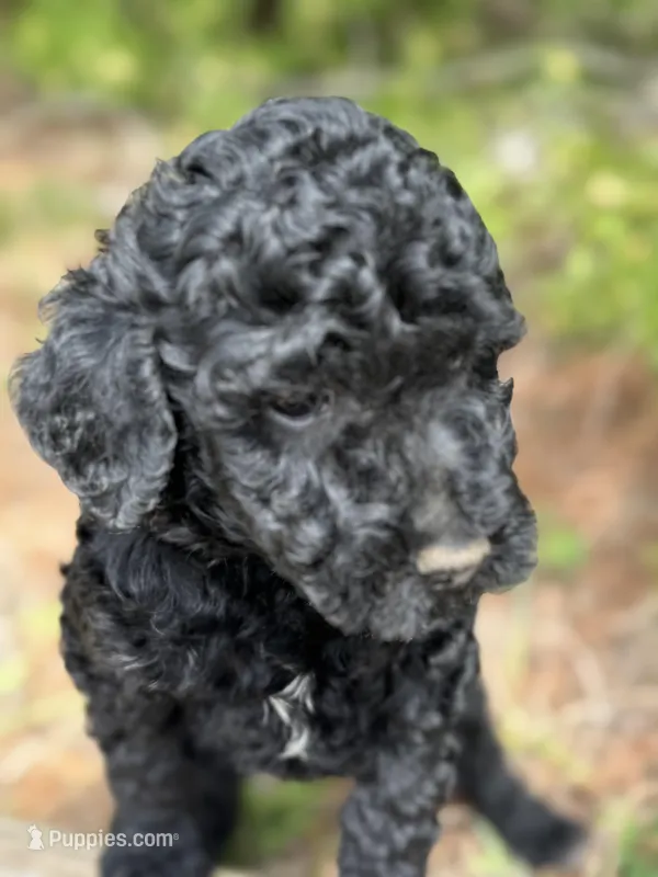 Free Delivery AKC Sky Girl