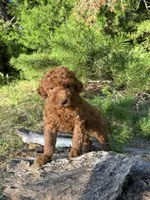 Mini Navy Boy Free Delivery, a male Poodle - Miniature  for sale in Eastman, GA – Photo 5 of 10