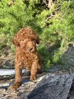 Mini Navy Boy Free Delivery, a male Poodle - Miniature  for sale in Eastman, GA – Photo 2 of 10