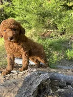 Mini Navy Boy Free Delivery, a male Poodle - Miniature  for sale in Eastman, GA – Photo 6 of 10