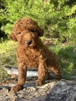 Mini Navy Boy Free Delivery, a male Poodle - Miniature  for sale in Eastman, GA – Photo 1 of 10