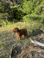 Mini Navy Boy Free Delivery, a male Poodle - Miniature  for sale in Eastman, GA – Photo 7 of 10