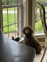 Mini Navy Boy Free Delivery, a male Poodle - Miniature  for sale in Eastman, GA – Photo 9 of 10