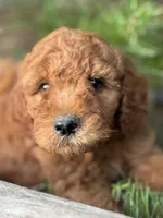 Onyx Boy Free Delivery, a male Labradoodle for sale in Eastman, GA – Photo 3 of 10