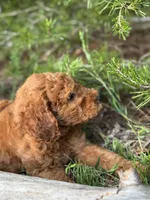 Onyx Boy Free Delivery, a male Labradoodle for sale in Eastman, GA – Photo 4 of 10