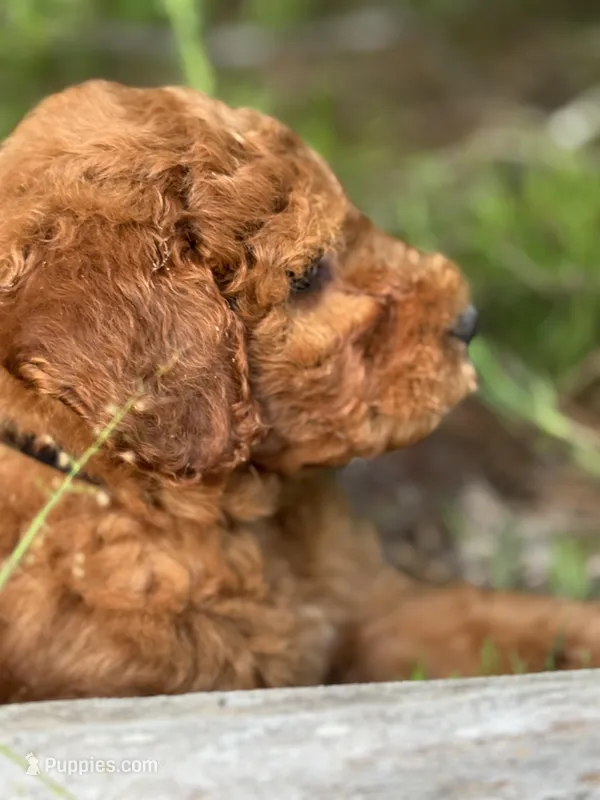 Onyx Boy Free Delivery