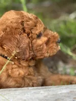Onyx Boy Free Delivery, a male Labradoodle for sale in Eastman, GA – Photo 1 of 10