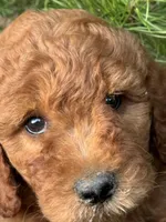 Onyx Boy Free Delivery, a male Labradoodle for sale in Eastman, GA – Photo 5 of 10