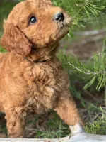 Onyx Boy Free Delivery, a male Labradoodle for sale in Eastman, GA – Photo 7 of 10
