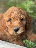 Onyx Boy Free Delivery, a male Labradoodle for sale in Eastman, GA – Photo 8 of 10