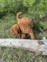 Onyx Boy Free Delivery, a male Labradoodle for sale in Eastman, GA – Photo 10 of 10