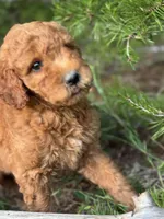 Onyx Boy Free Delivery, a male Labradoodle for sale in Eastman, GA – Photo 6 of 10