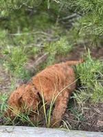 Onyx Boy Free Delivery, a male Labradoodle for sale in Eastman, GA – Photo 9 of 10