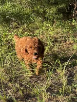 Mini Autumn Girl Free Delivery, a female Poodle - Miniature  for sale in Eastman, GA – Photo 5 of 8