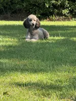Mini Autumn Girl Free Delivery, a female Poodle - Miniature  for sale in Eastman, GA – Photo 7 of 8