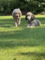 Mini Autumn Girl Free Delivery, a female Poodle - Miniature  for sale in Eastman, GA – Photo 6 of 8