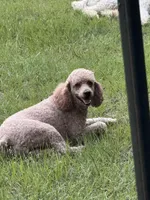 Mini Autumn Girl Free Delivery, a female Poodle - Miniature  for sale in Eastman, GA – Photo 8 of 8