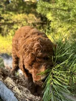 Mini Autumn Girl Free Delivery, a female Poodle - Miniature  for sale in Eastman, GA – Photo 4 of 8