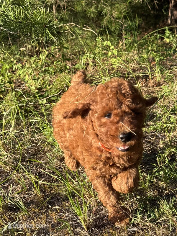 Mini Autumn Girl Free Delivery