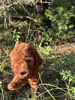 Mini Autumn Girl Free Delivery, a female Poodle - Miniature  for sale in Eastman, GA – Photo 3 of 8
