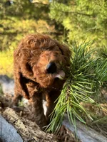 Mini Autumn Girl Free Delivery, a female Poodle - Miniature  for sale in Eastman, GA – Photo 2 of 8
