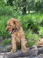 CKC Coal Girl, a female Miniature Goldendoodle for sale in Eastman, GA – 5 of 10