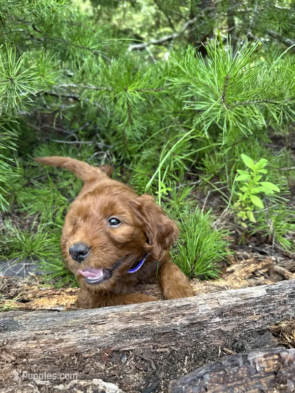 CKC Powder Girl – Miniature Goldendoodle puppy for sale in Eastman, GA