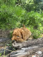 CKC Coal Girl, a female Miniature Goldendoodle for sale in Eastman, GA – 7 of 10
